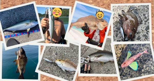 SLSで釣れた魚たちの画像